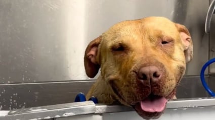 Illustration : Un Pitbull abandonn&eacute; &agrave; cause d'une maladie oculaire et un Husky s'entraident dans la rue jusqu'&agrave; leur sauvetage (vid&eacute;o)