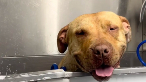 Illustration : Un Pitbull abandonné à cause d'une maladie oculaire et un Husky s'entraident dans la rue jusqu'à leur sauvetage (vidéo)