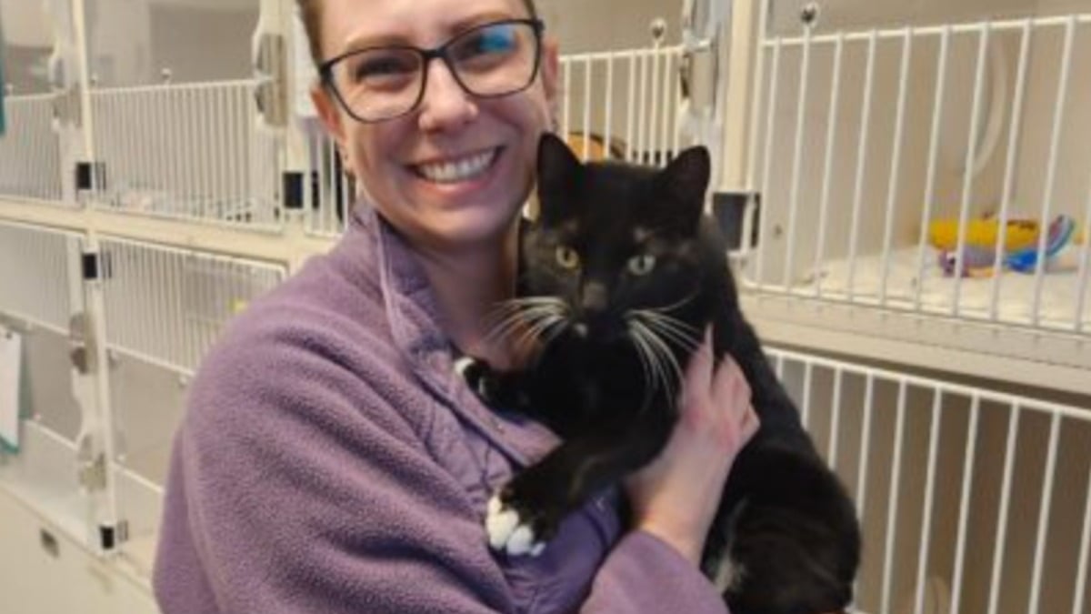 Illustration : "Un chat disparaît pendant 59 jours et parcourt 25 kilomètres avant de retrouver sa famille grâce à sa puce électronique d'identification"