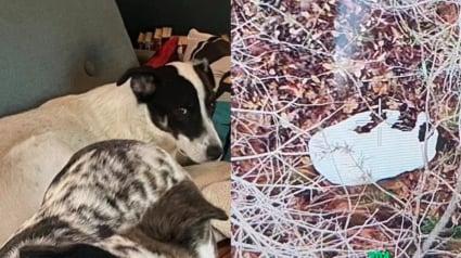 Illustration : Un chien &agrave; 3 pattes ayant fui sa famille d'accueil est retrouv&eacute; gr&acirc;ce &agrave; une sonnette vid&eacute;o