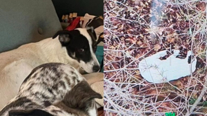 Illustration : Un chien à 3 pattes ayant fui sa famille d'accueil est retrouvé grâce à une sonnette vidéo