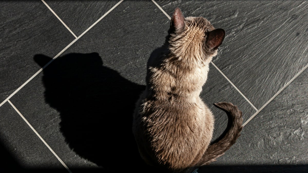 Illustration : "Illusion d'optique : la science prouve que les chats aiment aussi se cacher dans des « fausses » boîtes"