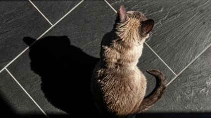 Illustration : Illusion d'optique : la science prouve que les chats aiment aussi se cacher dans des &laquo; fausses &raquo; bo&icirc;tes