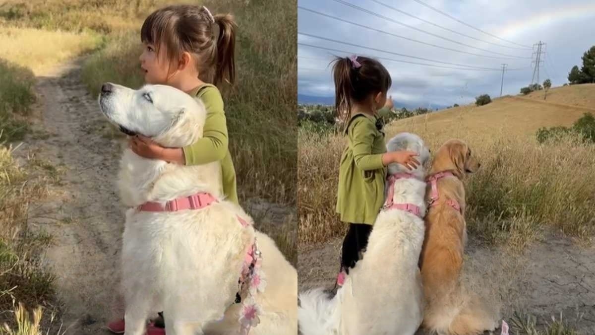 Illustration : "Touchée par leur vision différente du monde, une petite fille fait découvrir un arc-en-ciel à ses 2 Golden Retrievers (vidéo)"