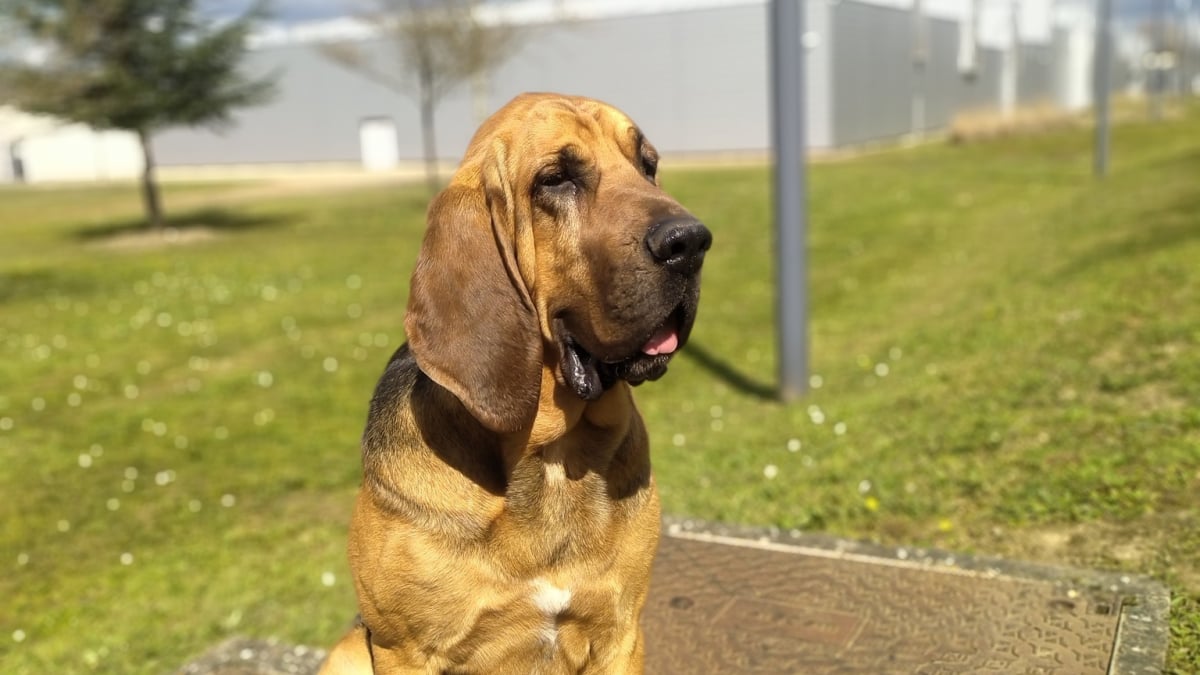 Illustration : "Un enfant de 2 ans disparu en pleine nuit dans le Rhône retrouvé grâce au flair décisif d’un chien de gendarmerie"