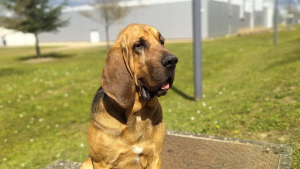 Illustration : Un enfant de 2 ans disparu en pleine nuit dans le Rh&ocirc;ne retrouv&eacute; gr&acirc;ce au flair d&eacute;cisif d&rsquo;un chien de gendarmerie