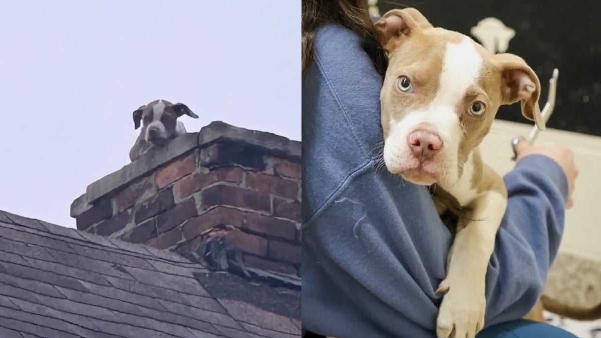 Illustration : "Un chiot coincé dans la cheminée d'une maison délabrée est finalement sauvé, puis adopté le jour de son passage à la télévision"