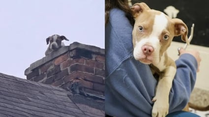 Illustration : Un chiot coinc&eacute; dans la chemin&eacute;e d'une maison d&eacute;labr&eacute;e est finalement sauv&eacute;, puis adopt&eacute; le jour de son passage &agrave; la t&eacute;l&eacute;vision
