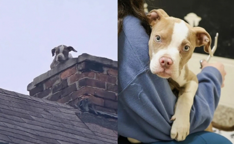 Un chiot coincé dans la cheminée d'une maison délabrée est finalement sauvé, puis adopté le jour de son passage à la télévision