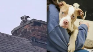 Illustration : Un chiot coinc&eacute; dans la chemin&eacute;e d'une maison d&eacute;labr&eacute;e est finalement sauv&eacute;, puis adopt&eacute; le jour de son passage &agrave; la t&eacute;l&eacute;vision