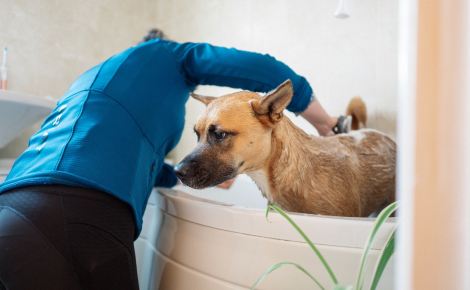 Laver son chien toutes les semaines, bonne ou mauvaise idée ?