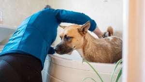 Illustration : Laver son chien toutes les semaines, bonne ou mauvaise id&eacute;e ?