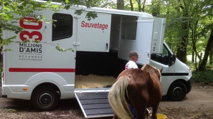 Illustration : Dans le Doubs, un cheval victime de maltraitances et laiss&eacute; &agrave; l&rsquo;abandon mobilise forces de l&rsquo;ordre et associations animali&egrave;res
