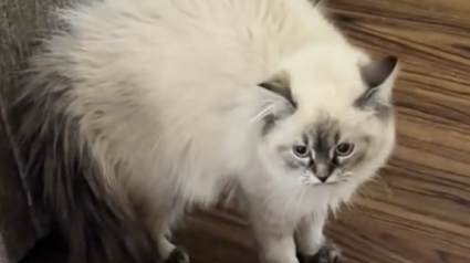 Illustration : Ce chat au poil h&eacute;riss&eacute; ne reconna&icirc;t plus le chien de la maison &agrave; son retour de chez le toiletteur (vid&eacute;o)