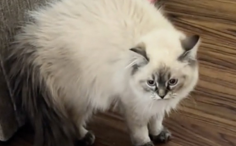 Ce chat au poil hérissé ne reconnaît plus le chien de la maison à son retour de chez le toiletteur (vidéo)