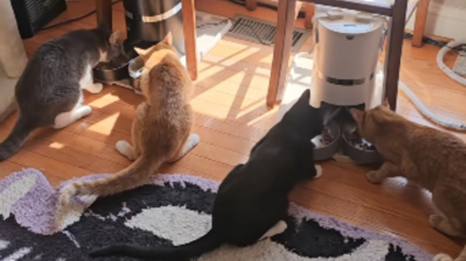 Illustration : Le simple bruit du distributeur automatique de croquettes engage ces 8 chats paisibles dans une course coordonn&eacute;e pleine de vie