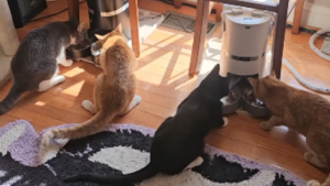 Illustration : Le simple bruit du distributeur automatique de croquettes engage ces 8 chats paisibles dans une course coordonnée pleine de vie