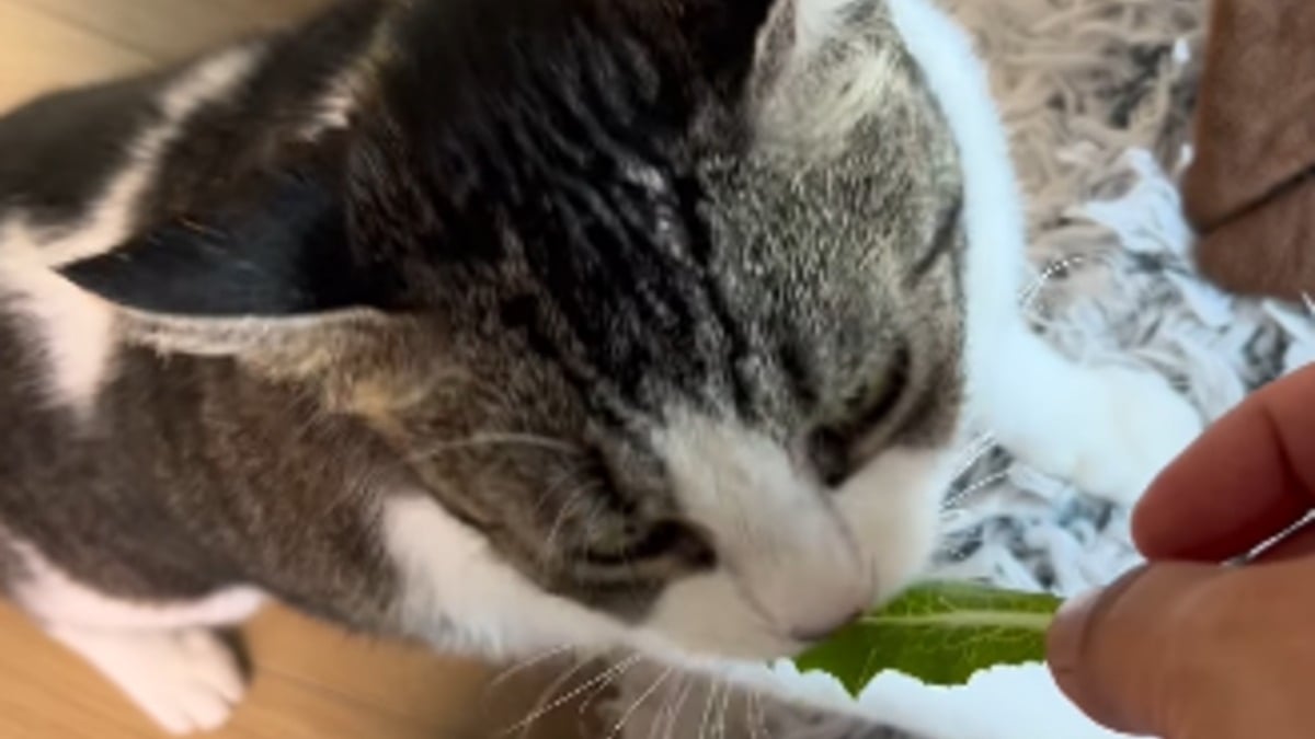 Illustration : "Voulant faire plaisir à sa chatte friande de laitue, elle aménage un potager d'intérieur pour lui en offrir à volonté (vidéo)"