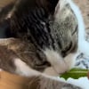 Illustration : Voulant faire plaisir &agrave; sa chatte friande de laitue, elle am&eacute;nage un potager d'int&eacute;rieur pour lui en offrir &agrave; volont&eacute; (vid&eacute;o)