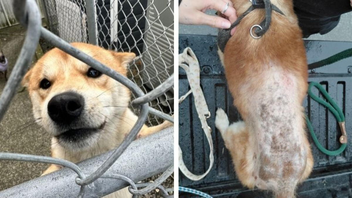 Illustration : "4 chiens et un chat qui vivaient au milieu des déchets dans un camping-car ont été sauvés par un refuge"