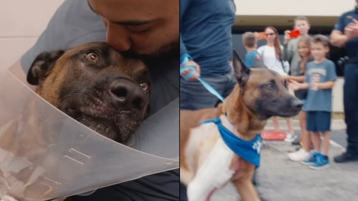 Illustration : "Appie, Malinois de la police blessé par balles lors d'un cambriolage, quitte la clinique sous les applaudissements après une opération réussie"