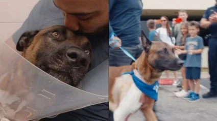 Illustration : Appie, Malinois de la police bless&eacute; par balles lors d'un cambriolage, quitte la clinique sous les applaudissements apr&egrave;s une op&eacute;ration r&eacute;ussie