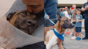 Illustration : Appie, Malinois de la police blessé par balles lors d'un cambriolage, quitte la clinique sous les applaudissements après une opération réussie