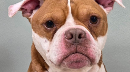 Illustration : Un chien errant fait quelques pas vers ses sauveurs puis s'effondre, ils lui retirent pr&egrave;s de 900 tiques pendant 4 heures et demie