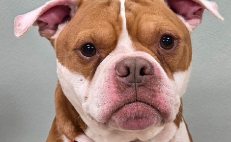 Un chien errant fait quelques pas vers ses sauveurs puis s'effondre, ils lui retirent près de 900 tiques pendant 4 heures et demie