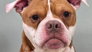 Illustration : Un chien errant fait quelques pas vers ses sauveurs puis s'effondre, ils lui retirent pr&egrave;s de 900 tiques pendant 4 heures et demie