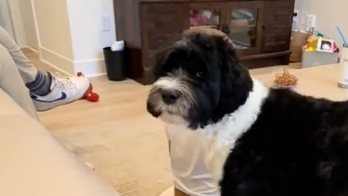 Illustration : "Formé à détecter le diabète chez sa jeune maîtresse, ce chien agit pour la protéger alors qu’il se trouve 2 maisons plus loin (vidéo)"