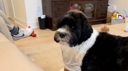 Illustration : Form&eacute; &agrave; d&eacute;tecter le diab&egrave;te chez sa jeune ma&icirc;tresse, ce chien agit pour la prot&eacute;ger alors qu&rsquo;il se trouve 2 maisons plus loin (vid&eacute;o)