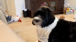 Illustration : Formé à détecter le diabète chez sa jeune maîtresse, ce chien agit pour la protéger alors qu’il se trouve 2 maisons plus loin (vidéo)