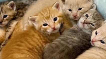 Illustration : Quelques heures apr&egrave;s son arriv&eacute;e au refuge, une chatte donne naissance &agrave; 7 chatons et est accueillie par une chaleureuse b&eacute;n&eacute;vole