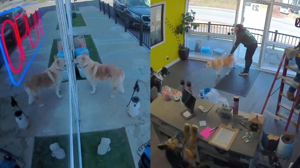 Illustration : "Cette chienne aime tellement la pension qu'elle a décidé d'y retourner toute seule et à l'insu de sa famille (vidéo)"