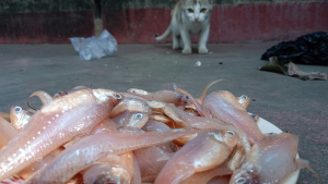 Illustration : [Mythe ou R&eacute;alit&eacute;] Les chats sont des mangeurs de poissons naturels : attention au danger