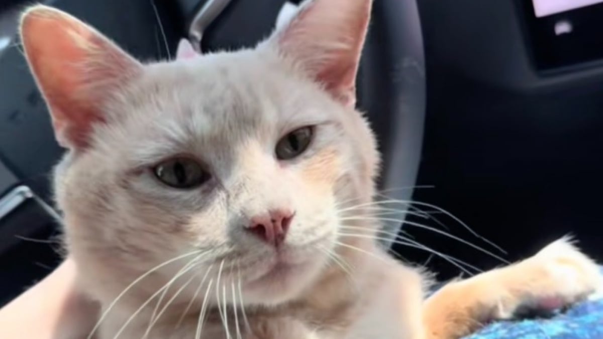 Illustration : "Un chat abandonné dans un appartement après l’expulsion de sa maîtresse sauvé par une voisine qui réclame une nouvelle loi de protection animale (vidéo)"