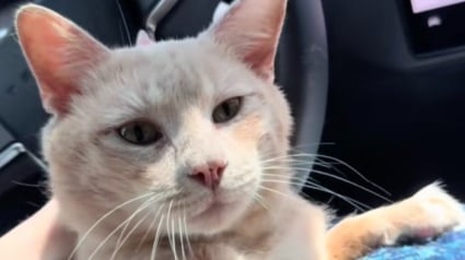 Illustration : Un chat abandonn&eacute; dans un appartement apr&egrave;s l&rsquo;expulsion de sa ma&icirc;tresse sauv&eacute; par une voisine qui r&eacute;clame une nouvelle loi de protection animale (vid&eacute;o)