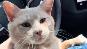 Illustration : Un chat abandonn&eacute; dans un appartement apr&egrave;s l&rsquo;expulsion de sa ma&icirc;tresse sauv&eacute; par une voisine qui r&eacute;clame une nouvelle loi de protection animale (vid&eacute;o)
