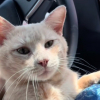 Illustration : Un chat abandonn&eacute; dans un appartement apr&egrave;s l&rsquo;expulsion de sa ma&icirc;tresse sauv&eacute; par une voisine qui r&eacute;clame une nouvelle loi de protection animale (vid&eacute;o)