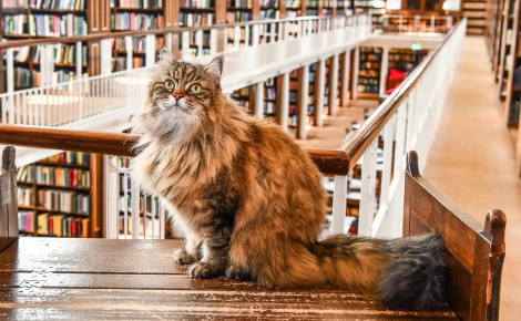 Dans cette université réputée, le chat Sibérien de la bibliothécaire apaise le stress des étudiants pendant leurs études difficiles