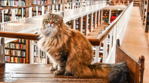 Illustration : Dans cette université réputée, le chat Sibérien de la bibliothécaire apaise le stress des étudiants pendant leurs études difficiles