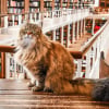 Illustration : Dans cette universit&eacute; r&eacute;put&eacute;e, le chat Sib&eacute;rien de la biblioth&eacute;caire apaise le stress des &eacute;tudiants pendant leurs &eacute;tudes difficiles