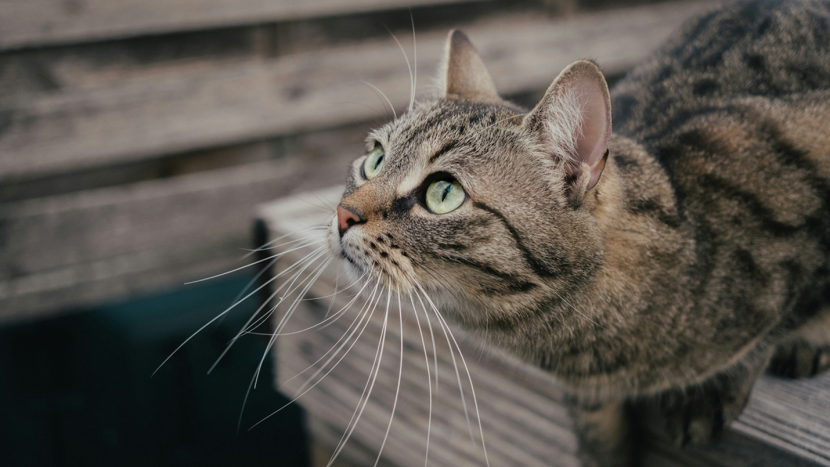 Illustration : "« Cat Dahmer, le fishnapper », son chat lui rapporte un poisson vivant, elle réussit à retrouver sa propriétaire et son habitat à 800 mètres de chez elle grâce à une annonce en ligne"