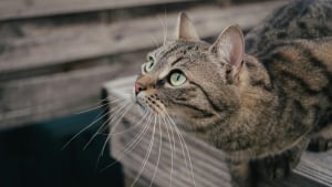 Illustration : &laquo; Cat Dahmer, le fishnapper &raquo;, son chat lui rapporte un poisson vivant, elle r&eacute;ussit &agrave; retrouver sa propri&eacute;taire et son habitat &agrave; 800 m&egrave;tres de chez elle gr&acirc;ce &agrave; une annonce en ligne