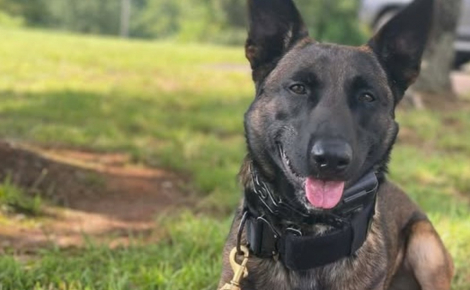 Plusieurs équipes de secours se mobilisent pour évacuer en hélicoptère un chien policier intoxiqué à l'ozone, il quitte la clinique 2 jours plus tard
