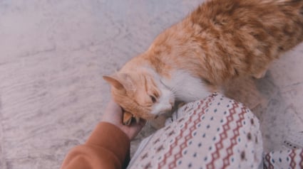 Illustration : Pourquoi votre chat se frotte-t-il avec insistance contre vos jambes ?