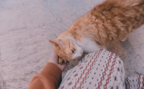 Pourquoi votre chat se frotte-t-il avec insistance contre vos jambes ?