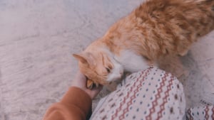 Illustration : Pourquoi votre chat se frotte-t-il avec insistance contre vos jambes ?