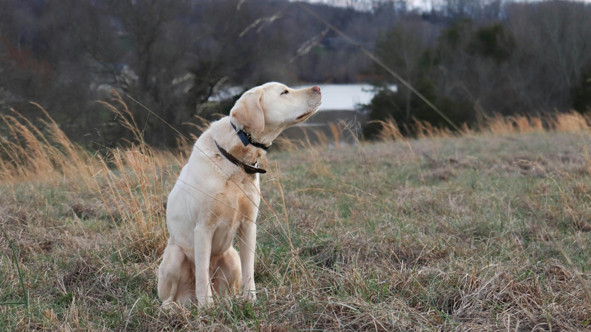 Illustration : "Une étude scientifique révèle que les chiens tournent en rond avant de faire leurs besoins afin de s'aligner sur le champ magnétique terrestre"